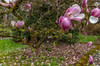 Magnolia tree in spring bloom at the Arboretum in Seattle, Washington State, USA Poster Print by Chuck Haney (24 x 18) # US48CHA0366