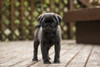 Issaquah, WA. Ten week old black Pug puppy exploring outside on a wooden deck.  Poster Print by Janet Horton - Item # VARPDDUS48JHO0103