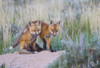 USA, Wyoming, Sublette County. Two young fox kits playing at their den site. Poster Print by Elizabeth Boehm - Item # VARPDDUS51EBO0794
