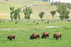 Yellowstone National Park, Lamar Valley Bison enjoying the green grass of spring Poster Print by Ellen Goff (24 x 18) # US51EGO0319