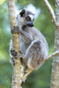 Madagascar, Amboasary, Berenty Reserve. Portrait of a ring-tailed lemur in a tree. Poster Print by Ellen Goff - Item # VARPDDAF24EGO0038