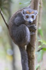 Madagascar, Akanin'ny Nofy Reserve. Female crowned lemur clinging to a tree trunk. Poster Print by Ellen Goff - Item # VARPDDAF24EGO0065