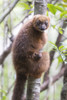 Madagascar, Akanin'ny Nofy Reserve. A female red-bellied lemur clinging to a tree  Poster Print by Ellen Goff - Item # VARPDDAF24EGO0076