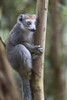 Madagascar, Akanin'ny Nofy Reserve. Female crowned lemur clinging to a tree trunk. Poster Print by Ellen Goff - Item # VARPDDAF24EGO0142