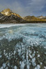 Mount Abraham at sunrise with methane ice bubbles under clear ice on Abraham Lake Poster Print by Chuck Haney - Item # VARPDDCN01CHA0162