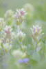 Canada, British Columbia, East Kootenay Mountains. Indian paintbrush flowers.  Poster Print by Jaynes Gallery - Item # VARPDDCN02BJY0570