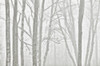 Canada, Manitoba, Whiteshell Provincial Park. Black and white of trees in fog. Poster Print by Jaynes Gallery - Item # VARPDDCN03BJY0263