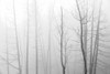 Canada, Manitoba, Whiteshell Provincial Park. Black and white of trees in fog. Poster Print by Jaynes Gallery - Item # VARPDDCN03BJY0265