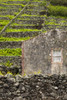 Portugal, Azores, Santa Maria Island, Maia. Houses and volcanic rock vineyards Poster Print by Walter Bibikow - Item # VARPDDEU23WBI1927