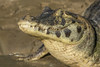 Pantanal, Mato Grosso, Brazil. Yacare Caiman sunning itself in the Cuiaba River. Poster Print by Janet Horton - Item # VARPDDSA04JHO0060