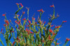 Ocotillo in the Coyote Mountains, Anza-Borrego Desert State Park, California, USA Poster Print by Russ Bishop - Item # VARPDDUS05RBS1010