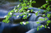 Mountain Dogwood above the Merced River, Yosemite National Park, California, USA. Poster Print by Russ Bishop - Item # VARPDDUS05RBS1260