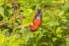 USA, Hawaii, Hakalau Forest National Wildlife Refuge. I'iwi feeding on flower. Poster Print by Jaynes Gallery - Item # VARPDDUS12BJY0136