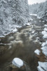 USA, West Virginia, Blackwater Falls State Park. Forest and stream in winter.  Poster Print by Jaynes Gallery - Item # VARPDDUS49BJY0065
