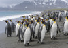 King Penguin rookery on Salisbury Plain in the Bay of Isles. South Georgia Island Poster Print by Martin Zwick - Item # VARPDDAN02MZW0294