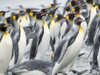 King Penguin rookery on Salisbury Plain in the Bay of Isles. South Georgia Island Poster Print by Martin Zwick - Item # VARPDDAN02MZW0303