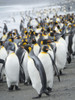 King Penguin rookery on Salisbury Plain in the Bay of Isles. South Georgia Island Poster Print by Martin Zwick - Item # VARPDDAN02MZW0304