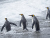 King Penguin rookery on Salisbury Plain in the Bay of Isles. South Georgia Island Poster Print by Martin Zwick - Item # VARPDDAN02MZW0334