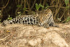 Pantanal, Mato Grosso, Brazil. Jaguar resting on a riverbank in the mid-day heat. Poster Print by Janet Horton - Item # VARPDDSA04JHO0040