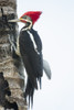 Pantanal, Mato Grosso, Brazil. Male Lineated Woodpecker clinging to a tree trunk. Poster Print by Janet Horton - Item # VARPDDSA04JHO0041