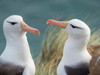 Black-browed albatross, typical courtship and greeting behavior, Falkland Islands Poster Print by Martin Zwick (24 x 18) # SA09MZW1341