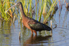 Glossy Ibis (Plegadis falcinellus) Viera Wetlands, Brevard County, Florida Poster Print by Richard & Susan Day - Item # VARPDDUS10RDY0021