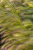 Close-up of foxtail barley in Medicine Lake National Wildlife Refuge, Montana, USA Poster Print by Chuck Haney - Item # VARPDDUS27CHA4147