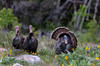 Tom turkey in breeding plumage with hens in Great Basin National Park, Nevada, USA Poster Print by Chuck Haney (24 x 18) # US29CHA0049