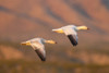 USA, New Mexico, Bosque Del Apache National Wildlife Refuge. Snow geese flying. Poster Print by Jaynes Gallery - Item # VARPDDUS32BJY0286