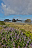 Lupine along southern Oregon coastline near Cape Sebastian State Scenic Corridor Poster Print by Darrell Gulin (18 x 24) # US38DGU0218