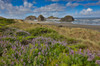 Lupine along southern Oregon coastline near Cape Sebastian State Scenic Corridor Poster Print by Darrell Gulin (24 x 18) # US38DGU0220