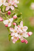 Hood River, Oregon, USA Close-up of apple blossoms in the nearby Fruit Loop area Poster Print by Janet Horton (18 x 24) # US38JHO0024