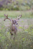 White-tailed Deer (Odocoileus virginianus) in cactus, grass and thornbrush habitat Poster Print by Larry Ditto - Item # VARPDDUS44LDI2734