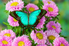 Asian tropical swallowtail butterfly Papilio larquinianus on pink flowering mums Poster Print by Darrell Gulin (24 x 18) # US48DGU1747