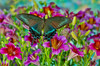 Male Papilio bianor Asian swallowtail butterfly on purple painted tongue flowers Poster Print by Darrell Gulin (24 x 18) # US48DGU1754