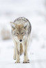 USA, Wyoming, Yellowstone National Park. Portrait of a coyote in the sage and snow. Poster Print by Ellen Goff - Item # VARPDDUS51EGO0117