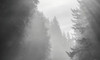 USA, Oregon Trees in morning fog Credit as: Wendy Kaveney / Jaynes Gallery Poster Print by Jaynes Gallery (24 x 18) # US38BJY1353
