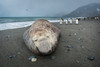 South Georgia Island, St Andrews Bay Southern elephant seal hauled out on beach Poster Print by Yuri Choufour (24 x 18) # AN02YCH0108