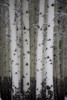 Fresh late summer snow and Aspen tree trunks, Banff National Park, Alberta, Canada Poster Print by Sylvia Gulin - Item # VARPDDCN01SGU0017
