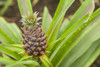 Portugal, Azores, Sao Miguel Island, Ponta Delgada. Native Sao Miguel pineapples Poster Print by Walter Bibikow - Item # VARPDDEU23WBI1633