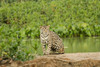Pantanal, Mato Grosso, Brazil. Jaguar resting on a sandbar along the Cuiaba River. Poster Print by Janet Horton - Item # VARPDDSA04JHO0171