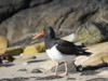 Magellanic Oystercatcher (Haematopus leucopodus), Falkland Islands, Carcass Island Poster Print by Martin Zwick - Item # VARPDDSA09MZW1031