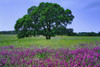 USA, California, Tulare County. Oak tree and flowers in Sierra Nevada foothills. Poster Print by Jaynes Gallery - Item # VARPDDUS05BJY1181