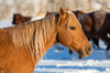 Horse drive in winter on Hideout Ranch, Shell, Wyoming Portrait of quarter horse Poster Print by Darrell Gulin (24 x 18) # US51DGU0322