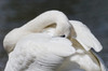 Yellowstone National Park, trumpeter swan preens its feathers while watching alertly Poster Print by Ellen Goff (24 x 18) # US51EGO0287