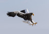 Steller's sea eagle flying. Wintering on the Shiretoko Peninsula, Hokkaido, Japan. Poster Print by Darrell Gulin - Item # VARPDDAS15DGU0144