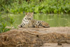 Pantanal, Mato Grosso, Brazil. Jaguar resting on a sandbar along the Cuiaba River.  Poster Print by Janet Horton - Item # VARPDDSA04JHO0173