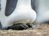 Egg being incubated by adult King Penguin while balancing on feet, Falkland Islands Poster Print by Martin Zwick (24 x 18) # SA09MZW1499