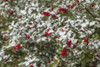USA, Massachusetts, Cape Ann, Annisquam. Holly berries, aquifoliaceae, under snow Poster Print by Walter Bibikow - Item # VARPDDUS22WBI2982
