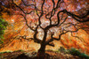 USA, Washington, Seattle, Kubota Japanese Garden. Japanese maple tree in autumn.  Poster Print by Jaynes Gallery - Item # VARPDDUS48BJY1093